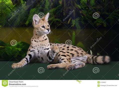 Wild Cat In The Rainforest Stock Photo Image 51336837