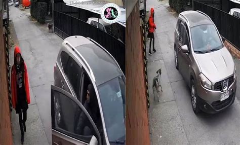 H Roe De Cuatro Patas Perrito Salva A Una Ni A De Ser Secuestrada En