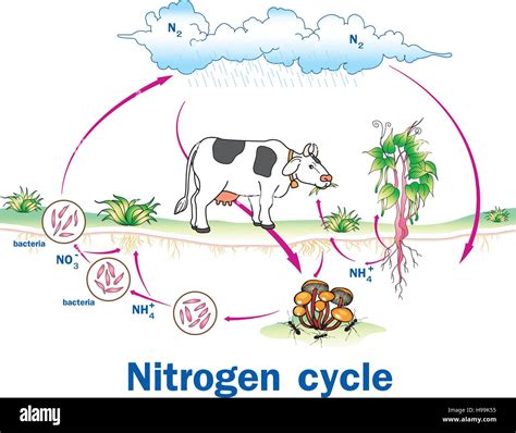 Vector Illustration Of Nitrogen Cycle Stock Vector Image And Art Alamy