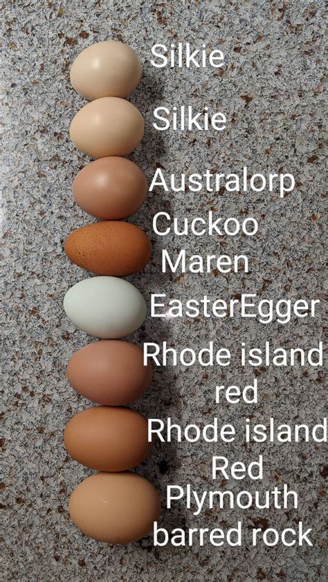 Barred Rock Chicken Eggs