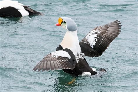 Top 5 State Parks For Incredible Birdwatching - Vistabule