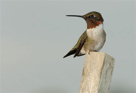 Thousands Of Hummingbirds Will Arrive In Wisconsin This Spring