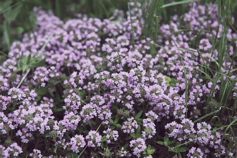 Thym Gélules Herboristerie Pachamama Phyto