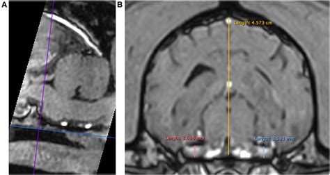 Frontiers Low Field Mri Measurements Of The Normal Canine Trigeminal