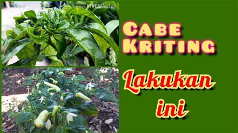 Cara Efektif Mengatasi Daun Cabe Kriting Dengan Kruning YouTube