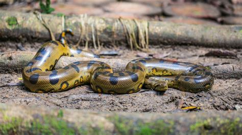 Big Facts About Anacondas Mental Floss