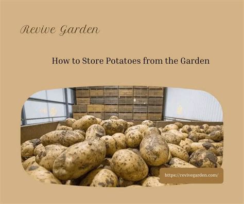 How To Store Potatoes From The Garden Harvesting And Storage Revive