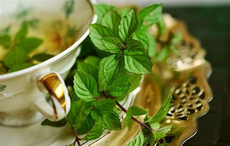 Mentha Spicata Origen Características Y Cuidados