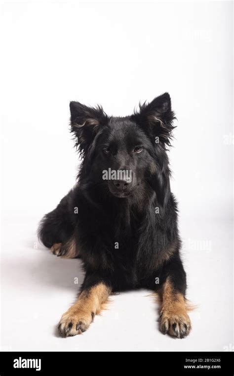 Beautiful Black Female Of Border Collie Mix Lying On White Background