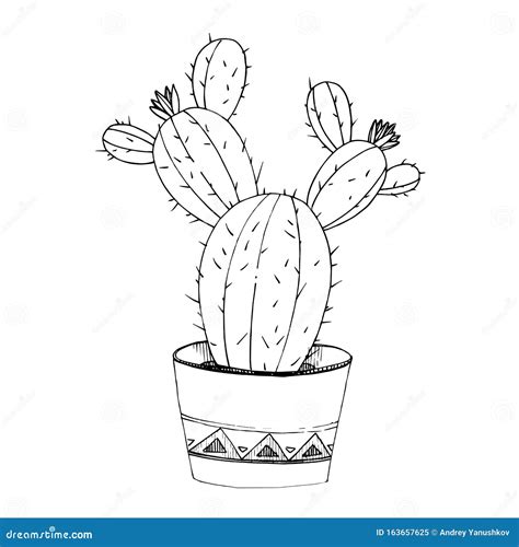 Vector Cacti Floral Botanical Flowers Black And White Engraved Ink Art Isolated Cactus