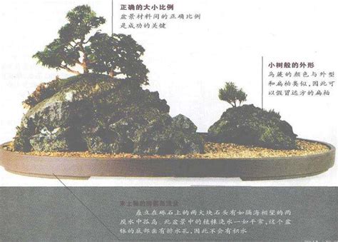 图解 树石式盆景怎么制作的6个过程 Penjing8盆景吧