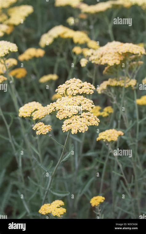 Achillea millefolium. Yarrow Stock Photo - Alamy