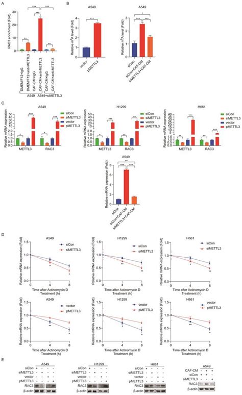 Cancer Associated Fibroblasts Promote Migration And Invasion Of Non Small Cell Lung Cancer Cells