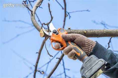 Gardener S Hand Prunes And Cuts Branches Of A Tree In The Garden With