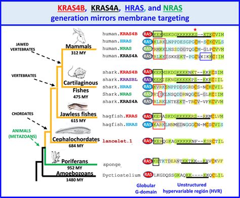 Kras B Kras A Hras And Nras Generation Mirrors Membrane Targeting