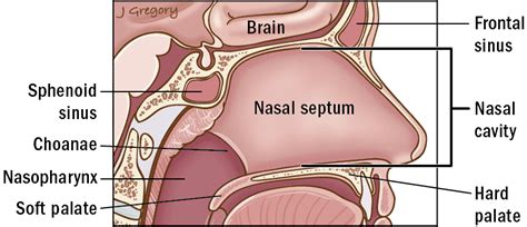 Diagram Of The Human Nose Understanding Nasal Anatomy