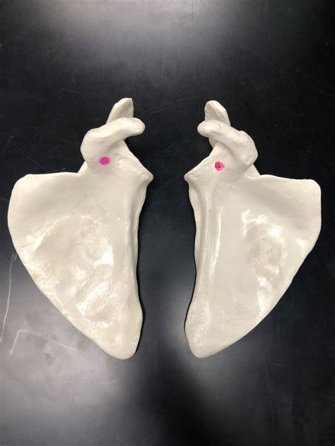 Anterior View Left & Right Scapula Diagram | Quizlet