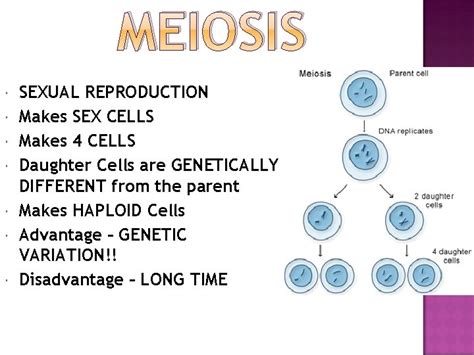 Mitosis Vs Meiosis Sources Of Genetic Variation Mitosis