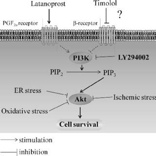 The Putative Mechanism of Latanoprost and Timolol in Combination to ...