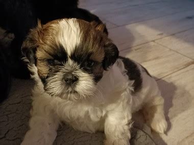 4 szczeniaczki shih tzu 2 dziewczynki i 2 chłopaków Gratka pl