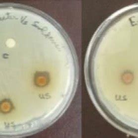 Plates Of Disc Diffusion Assay Showing Antibacterial Activity Of G