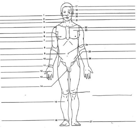 Printable Body Regions Labeling Worksheet