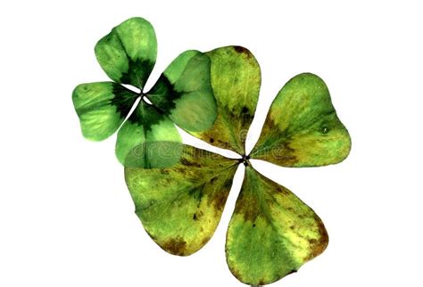 Dried Emerald Green Shamrock Leaves Stock Illustrations 1 Dried Emerald Green Shamrock Leaves