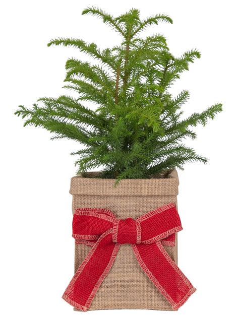 Costa Farms Live Indoor 18in Tall Christmas Tree Bright Direct Sunlight Plant In 6in Burlap