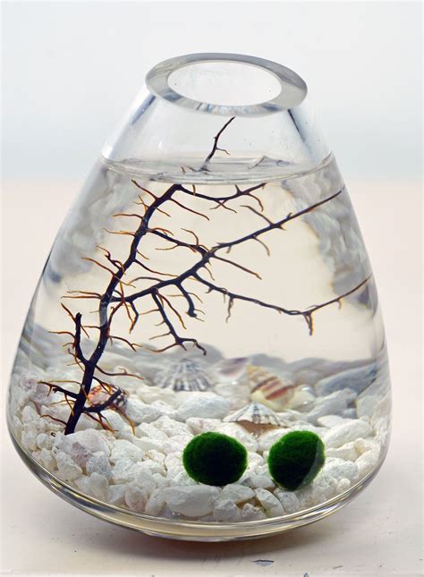 Marimo Terrarium Rolling Vase Japanese Moss Ball By Pinkserissa