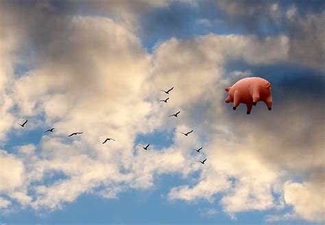 Pigs on the Wing la canción casi perfecta de Pink Floyd