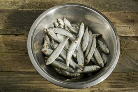 Домашняя килька. Рецепт вкусной кильки домашнего посола. Фото — Ботаничка