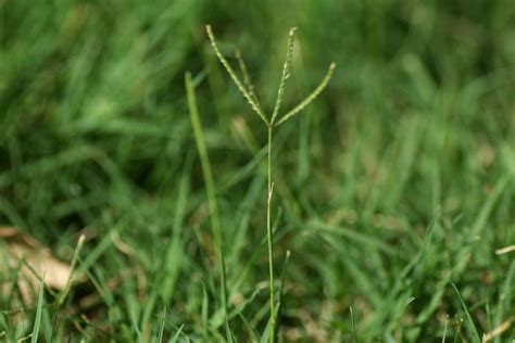 Bermuda Grass (Cynodon dactylon). | Bermuda grass, Grass, Nature