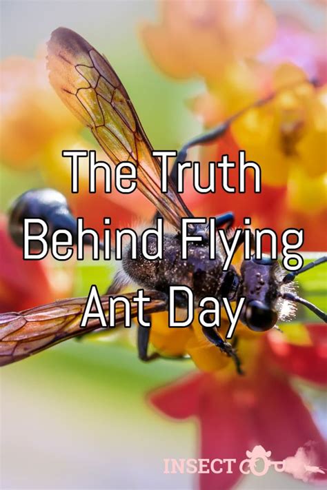 The Truth Behind Flying Ant Day Insect Cop Flying Ants Flying Ant