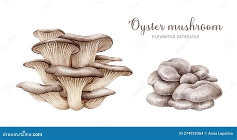 Oyster Mushroom Set Watercolor Illustration Hand Painted Pleurotus