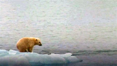 Klimawandel Erschwert Jagd Eisb Ren Verlieren Dramatisch An Gewicht