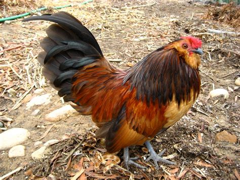 Chicken Breed Focus D Anvers Bantams BackYard Chickens Learn How