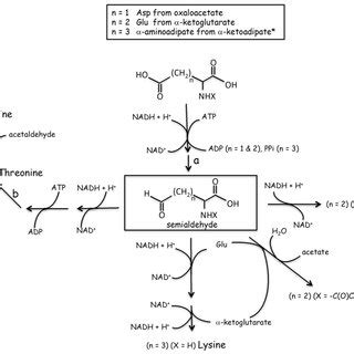 "Tricarboxylic acid cycle-semialdehyde" route for Pro, Thr, Lys and Arg ...