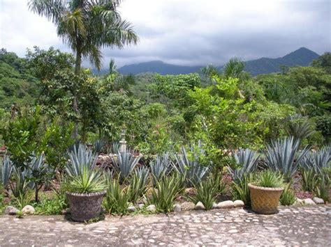 botanical garden puerto vallarta | Puerto vallarta, Botanical gardens ...