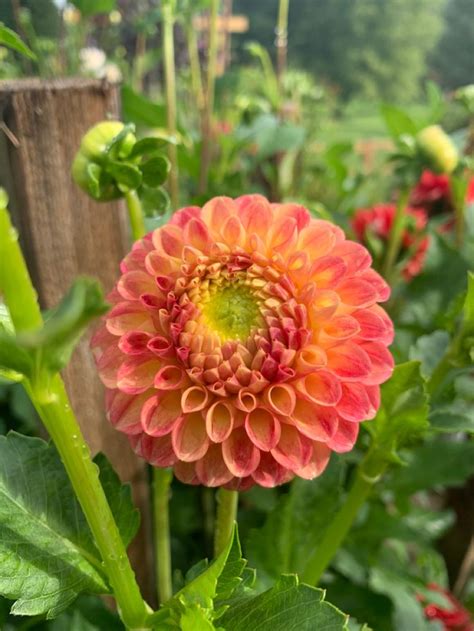 Snoho Doris 1st Year Dahlia Flowers Plants