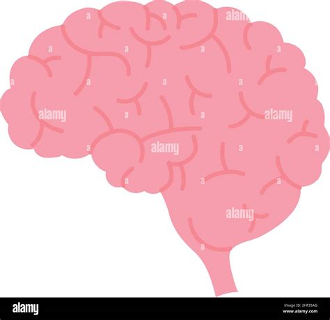 Icono Del Cerebro Humano Sobre Fondo Blanco Imagen Vector De Stock Alamy