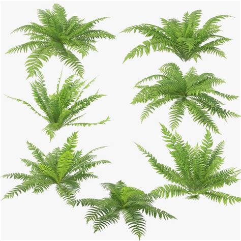 Fern 3d Model Bulk Buy Gbu Presnenskij Ru