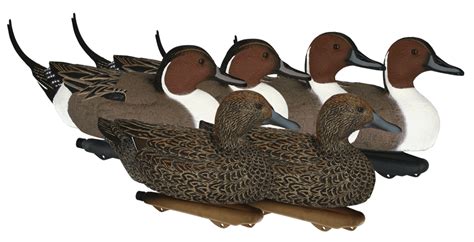 Northern Flight Pintail Duck Decoys