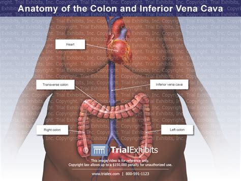 Anatomy of the Colon and Inferior Vena Cava - TrialQuest Inc.