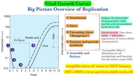 5 Viral Structure And Replication Flashcards Quizlet