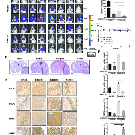 BKM120 Rucaparib Combination Treatment Inhibits Tumor Growth In The