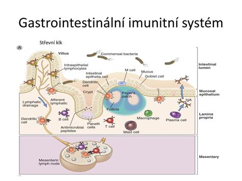 Slizni N A Ko N Imunita Ppt St Hnout