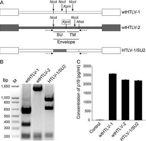 Generation And Characterization Of The Recombinant Htlv Su Provirus