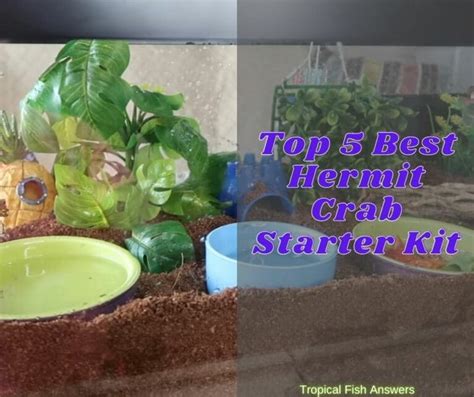 Top 5 Best Hermit Crab Starter Kit Of 2021 TROPICAL FISH ANSWERS