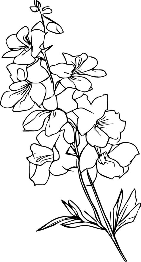 illustration. botanical delphinium drawing, isolated larkspur flower ...