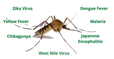 Diseases Spread By Mosquitoes: What You Need to Know - Buzz Be Gone